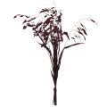 Laposfülű száraz fű Chasmantium lila 70cm 10 db | Floristik24.hu