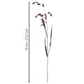 Laposfülű száraz fű Chasmantium lila 70cm 10 db | Floristik24.hu