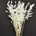Floristik24 Laposfülű száraz fű Chasmantium White 70cm 10 db