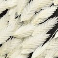 Laposfülű száraz fű Chasmantium White 70cm 10 db | Floristik24.hu