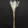 Laposfülű száraz fű Chasmantium White 70cm 10 db | Floristik24.hu