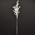 Laposfülű száraz fű Chasmantium White 70cm 10 db | Floristik24.hu