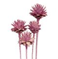 Floristik24 Leucospermum 1 szeder fagyos 25 db
