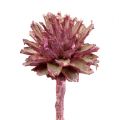 Leucospermum 1 szeder fagyos 25 db | Floristik24.hu