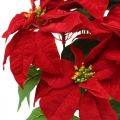 Floristik24 Műkarácsonyi csillag Piros Művirágok cserépben H53cm