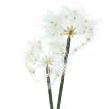 Floristik24 Műréti virág óriás pitypang fehér 57cm
