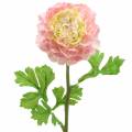 Floristik24 Ranunculus rózsaszín H45cm