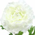 Floristik24 Ranunculus fehér H45cm