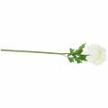 Floristik24 Ranunculus fehér H45cm