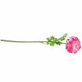 Floristik24 Ranunculus rózsaszín mű 48cm