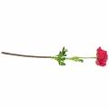 Floristik24 Ranunculus sötét rózsaszín mű 51cm