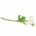 Floristik24 Művirág ranunculus virággal és bimbóval fehér H34cm