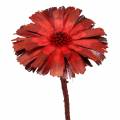 Floristik24 Repens Rosette Red 8cm - 9cm 25 db