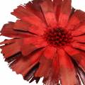 Repens Rosette Red 8cm - 9cm 25 db | Floristik24.hu