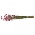 Floristik24 Szalmavirág szárított virágok rózsaszín akroklinium csokor 20g