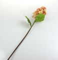 Floristik24 Panicle hortenzia korallban, krém 74cm