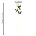 Műrózsa virág, hosszú szárú, vázába, 62 cm, 12 darab | Floristik24.hu