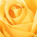 Műrózsa hosszú szárral, művirág, 62cm, 12 darab | Floristik24.hu