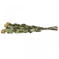 Floristik24 Szárított virág rózsa, Valentin-nap, szárított virágkötő, rusztikus dekoratív rózsák sárga-lila L45-50cm 5db
