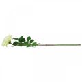 Floristik24 Műrózsa, díszrózsa, selyemvirág krémfehér, zöld L72cm Ø12cm
