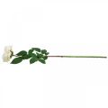 Floristik24 Krémes fehér sárgabarack rózsa, selyemvirág, műrózsák L72cm Ø12cm