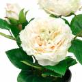 Floristik24 Bazsarózsa cserépben, romantikus dekoratív rózsa, krémfehér selyemvirág