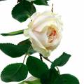 Floristik24 Romantikus rózsafüzér selyemvirág műrózsa szőlő 160cm