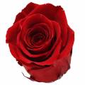Floristik24 Infinity rózsák nagy Ø5,5-6cm piros 6db