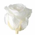 Floristik24 Infinity rózsák nagy Ø5,5-6cm fehér 6db