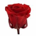 Floristik24 Tartósított rózsa közepes Ø4-4,5cm piros 8db