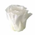 Floristik24 Tartósított rózsa közepes Ø4-4,5cm fehér 8db