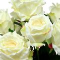 Floristik24 Fehér rózsacsokor, krém 55cm