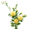 Floristik24 Rózsaág sárga 100cm