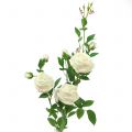 Floristik24 Rózsaág krém / rozé 100cm