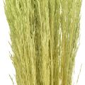 Floristik24 Hajlított fű Agrostis Capillaris Dry Grasses Green 65cm 80g
