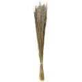 Floristik24 Hajlított fű Agrostis Capillaris Dry Grass Nature 60cm 80g