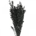 Floristik24 Ruscus ágak dekoratív ágak szárított virágok fekete 200g