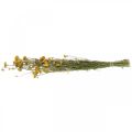 Floristik24 Curry csokor, sárga szárított virág, arany nap, olasz helichrysum L58cm 45g
