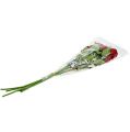 Floristik24 Bársony rózsa piros 65cm 6db