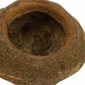 Paradicsomdió cserep Natural Sapucaia Ø14cm H10cm 3 db | Floristik24.hu