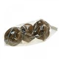 Paradicsomdió cserep Natural Sapucaia Ø14cm H10cm 3 db | Floristik24.hu