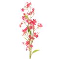 Floristik24 Művirágos ág Oncidium orchidea dekoráció 112cm 3db