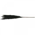 Floristik24 Feather Grass Fekete kínai nád Műszáraz fű 100cm 3db