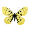 Floristik24 Pillangó sárga klipszre 11cm 6db