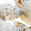 Deco csigaház üres hálóban tengeri csigák 400g