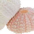 Floristik24 Tengeri dekoráció tengeri sün ház rózsaszín, fehér permetezés 55 db