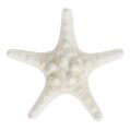 Floristik24 Tengeri csillag 9cm - 11cm fehér 20p