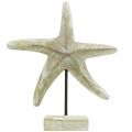 Floristik24 Tengeri csillag, tengeri fa dekoráció natúr színű, fehér H23,5cm