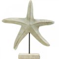 Floristik24 Tengeri csillag fából, dekoratív szobor tengeri, tengeri dekoráció natúr színek, fehér H28cm