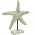 Floristik24 Tengeri csillag fából, dekoratív szobor tengeri, tengeri dekoráció natúr színek, fehér H28cm